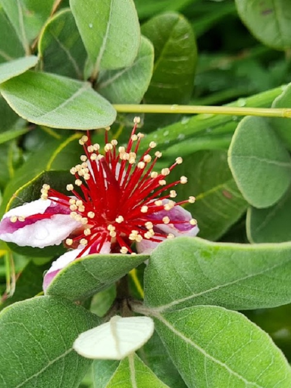 Eine Feijoa, die in den Eaux de Velours kultiviert wird