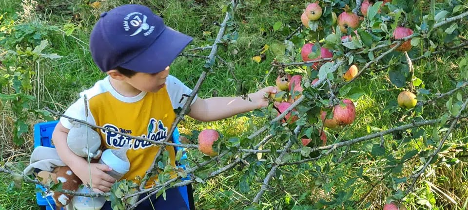 Ein Kind pflückt einen Apfel im Obstgarten der Mille Légendes