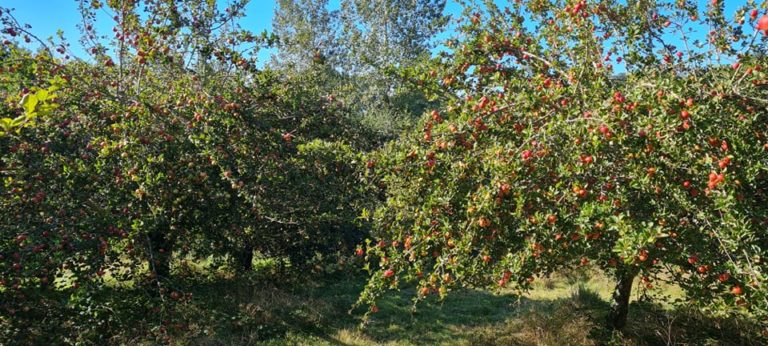 Pommiers chargés de pommes dans le verger des Mille Légendes