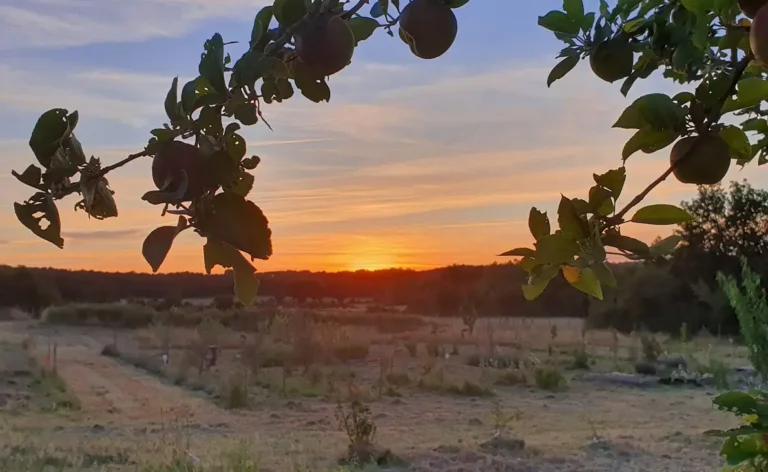 Coucher de soleil encadré par les pommiers aux Eaux de Velours