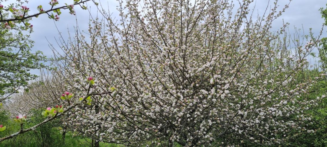Blühender Apfelbaum in den Mille Légendes