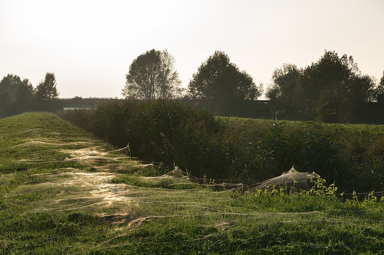 Fils de soie d’araignées dispersés sur la végétation après un épisode de ballooning