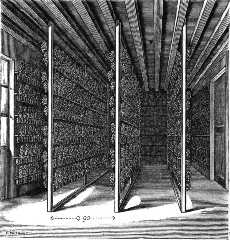 Intérieur d’un fruitier de Thomery servant à conserver les grappes de raisin pendant l’hiver