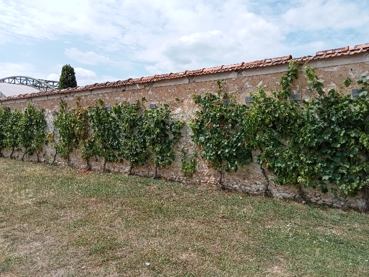 Mur à vigne de chasselas au jardin Salomon à Thomery