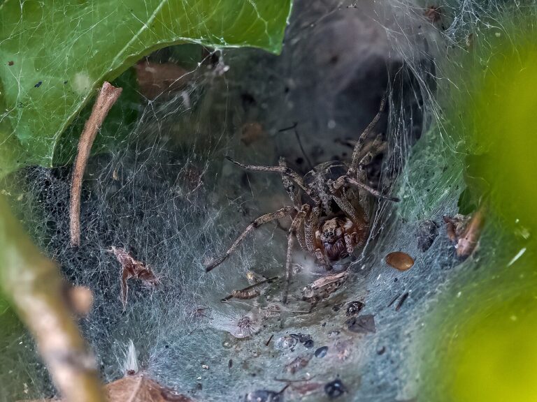 Tégénaire géante Eratigena atrica à l’entrée de sa toile en entonnoir